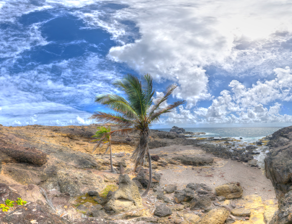 Preview einsame Palme auf Martinique.jpg